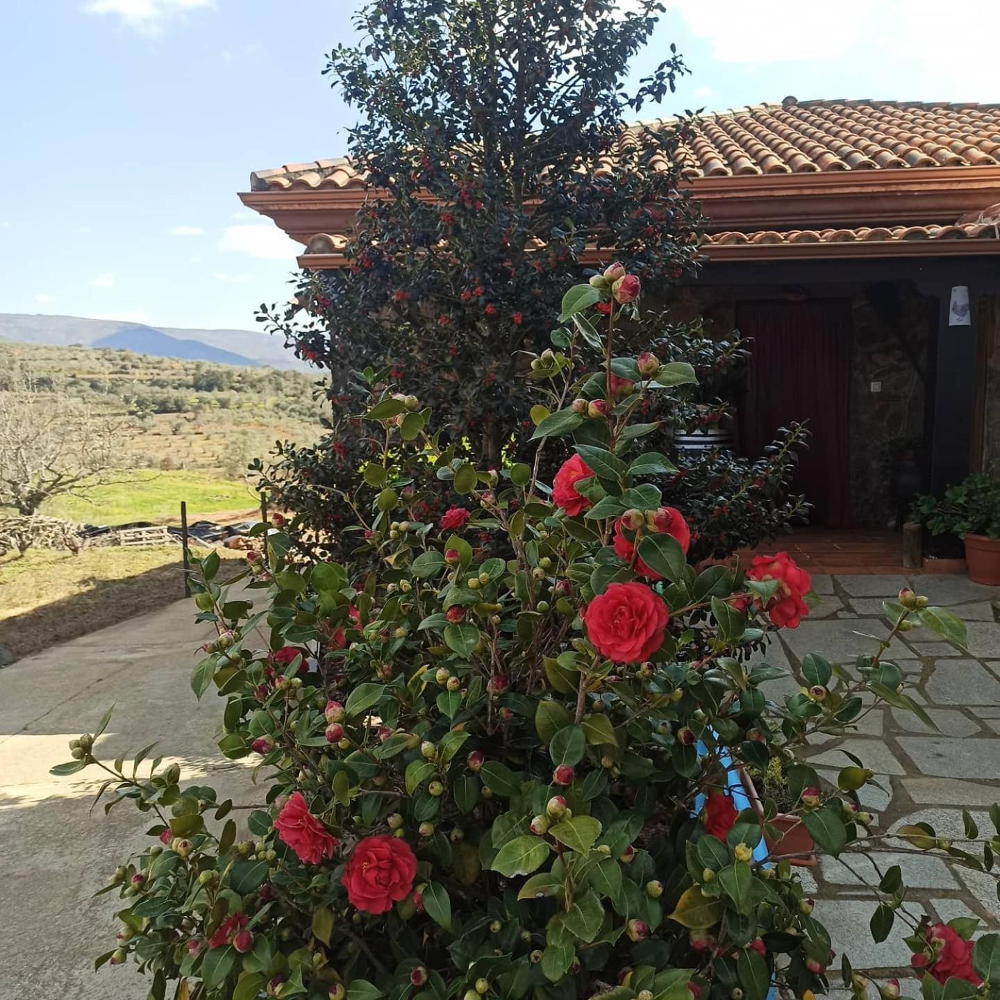 Casa Rural Los Olivos Sotoserrano 外观 照片
